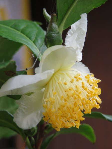 今年はチャノキがたくさんの花をつけてくれました。