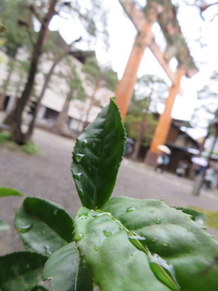 ツバキですか？いいえ、チャノキです。
