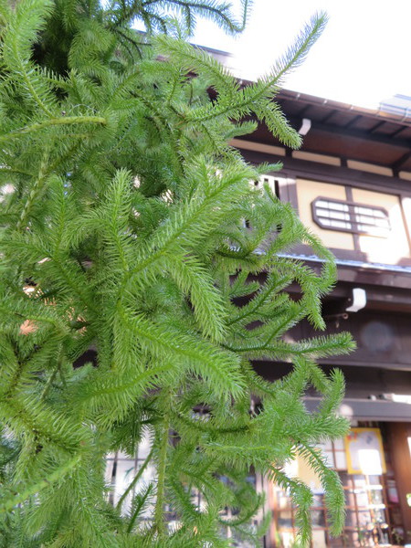 今年も作ります、掛け蓬莱飾り。