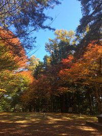 紅葉情報＝城山編＝