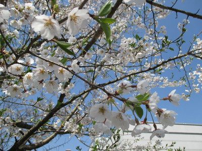 【桜情報】～臥龍桜の子孫～