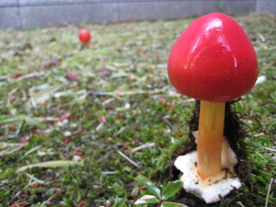 苔の中からこんにちは