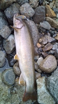 馬瀬より釣果情報です