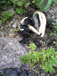きのこ爆発