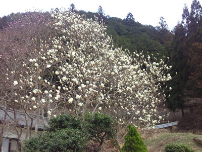 こぶしの花♪