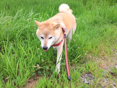 孫のお宮参り