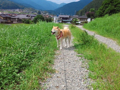 またまた花火！