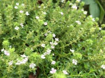 タイム・クリーピング白花