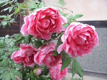 百花の王