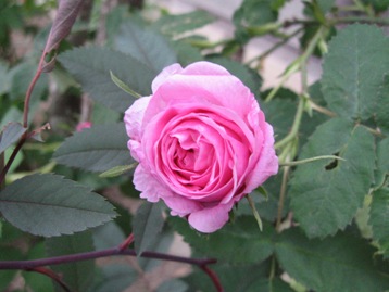 百枚の花びらの名を持つバラ