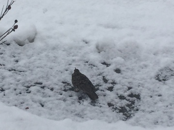 雪とお店とお客さま？