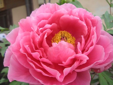 百花の王　牡丹咲く