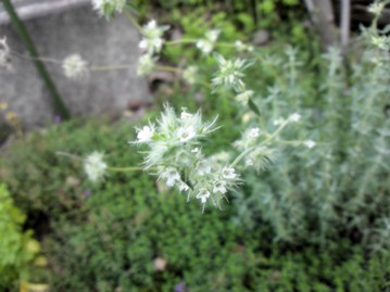 タイムの香りと花