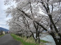 昼間の御所桜