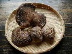 大っきな椎茸