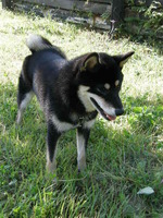 黒の柴犬