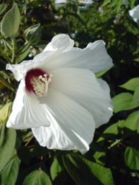 フヨウの花