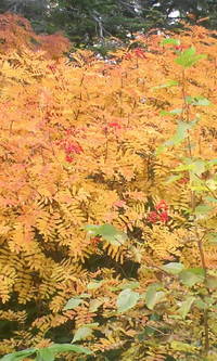十石山の紅葉！！