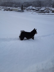 雪の中の散歩