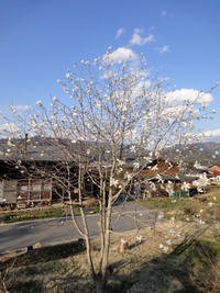 コブシの花