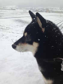 雪に大喜びのもも！！