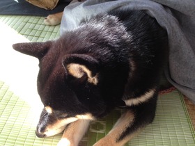 犬はコタツで丸くなる！！