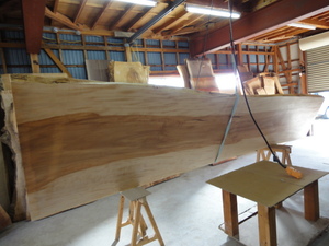 ４ｍ３０ｃｍ　トチの一枚板