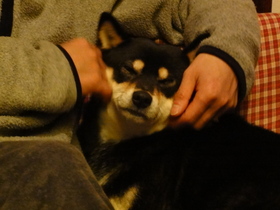 ももはいつもソファの上②