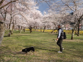 飛騨国府　桜野公園
