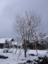 雪積もったぁ！！