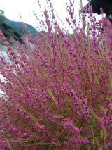 ほうき草、紅葉。