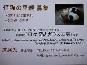 仔猫の里親　募集