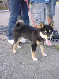 黒柴犬　クク