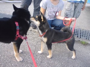 黒柴犬　クク