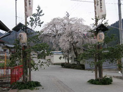 中野　白山神社例祭