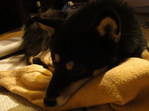 黒柴犬「もも」