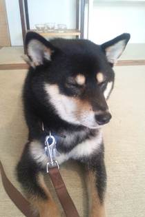 看板犬もも　眠いのだ。