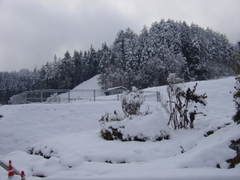 雪