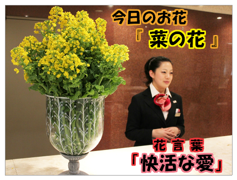 菜の花 花言葉は『快活な愛』