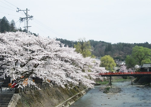 桜舞う飛騨高山