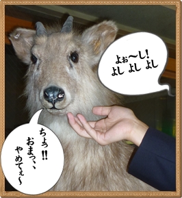 日本カモシカと僕