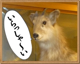 日本カモシカと僕