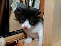 猫ぼぼ