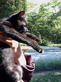仔猫報告