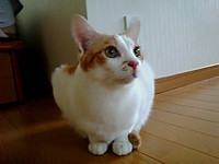 天福の日