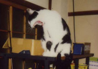 猫談義