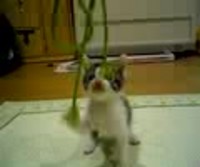 動く福ちゃん