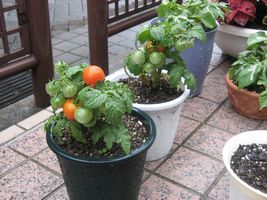 平野屋菜園