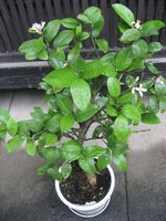 平野屋菜園