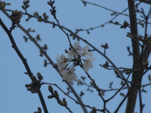 桜 第一号(*^_^*)